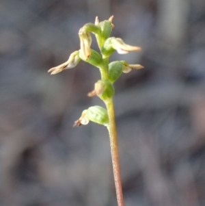 Corunastylis sp. at Bruce, ACT - suppressed