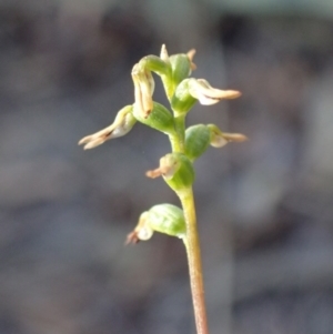 Corunastylis sp. at Bruce, ACT - suppressed