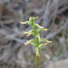 Corunastylis cornuta (Horned Midge Orchid) at Aranda, ACT - 27 May 2017 by DerekC