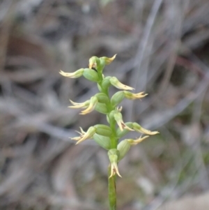 Corunastylis cornuta at Aranda, ACT - suppressed