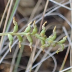 Corunastylis cornuta at Aranda, ACT - 27 May 2017