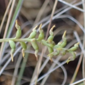 Corunastylis cornuta at Aranda, ACT - 27 May 2017