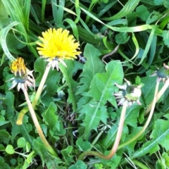 Taraxacum sp. (Dandelion) at Hughes, ACT - 2 Jun 2017 by ruthkerruish