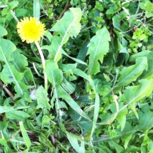 Taraxacum sp. at Hughes, ACT - 3 Jun 2017 12:00 AM