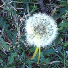 Taraxacum sp. at Hughes, ACT - 3 Jun 2017