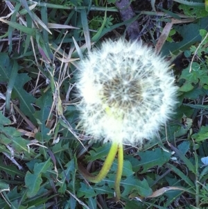 Taraxacum sp. at Hughes, ACT - 3 Jun 2017 12:00 AM