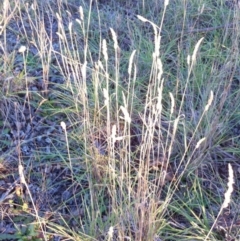 Dactylis glomerata (Cocksfoot) at Garran, ACT - 2 Jun 2017 by ruthkerruish