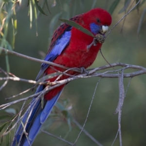 Platycercus elegans at Acton, ACT - 4 Jun 2017 11:36 AM