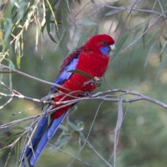 Platycercus elegans at Acton, ACT - 4 Jun 2017 11:36 AM