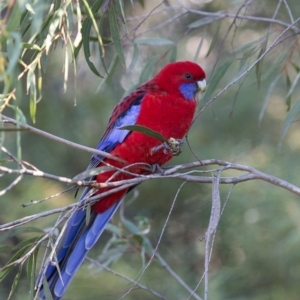 Platycercus elegans at Acton, ACT - 4 Jun 2017 11:36 AM