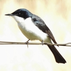 Myiagra inquieta (Restless Flycatcher) at Paddys River, ACT - 4 Jun 2017 by JohnBundock