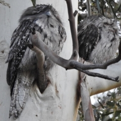 Podargus strigoides (Tawny Frogmouth) at Paddys River, ACT - 4 Jun 2017 by JohnBundock