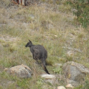 Osphranter robustus robustus at Stromlo, ACT - 4 Apr 2016 11:23 AM