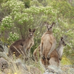 Macropus giganteus (Eastern Grey Kangaroo) at McQuoids Hill - 1 Jan 2017 by HelenCross