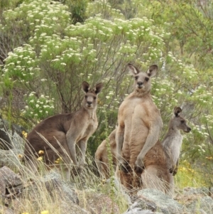 Macropus giganteus at McQuoids Hill - 1 Jan 2017 12:28 PM