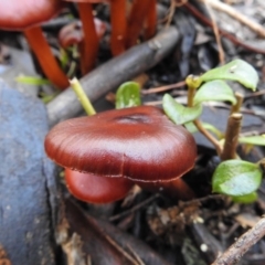 Cortinarius sp. (Cortinarius) at Paddys River, ACT - 3 Jun 2017 by Qwerty