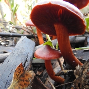 Cortinarius sp. at Paddys River, ACT - 4 Jun 2017 12:00 AM