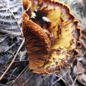 Gymnopilus junonius at Paddys River, ACT - 4 Jun 2017