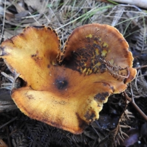 Gymnopilus junonius at Paddys River, ACT - 4 Jun 2017