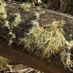 Usnea sp. (genus) (Bearded lichen) at Paddys River, ACT - 4 Jun 2017 by Qwerty