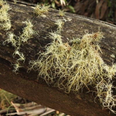 Usnea sp. (genus) (Bearded lichen) at Paddys River, ACT - 3 Jun 2017 by Qwerty