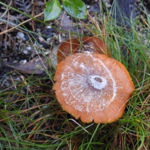 zz agaric (stem; gills white/cream) at Paddys River, ACT - 4 Jun 2017