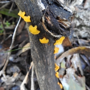 Heterotextus sp. at Paddys River, ACT - 4 Jun 2017 12:00 AM