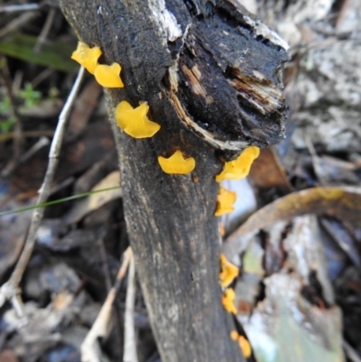 Heterotextus sp. (A yellow saprophytic jelly fungi) at Paddys River, ACT - 3 Jun 2017 by Qwerty