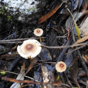 Lepiota s.l. at Gibraltar Pines - 4 Jun 2017