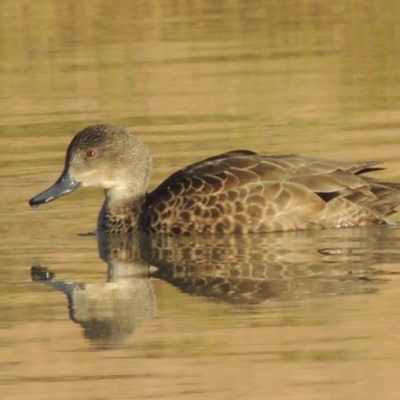 Anas gracilis (Grey Teal) at Kambah, ACT - 3 Jun 2017 by MichaelBedingfield