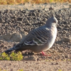 Ocyphaps lophotes (Crested Pigeon) at Kambah, ACT - 3 Jun 2017 by michaelb