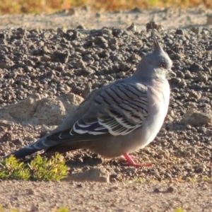 Ocyphaps lophotes at Kambah, ACT - 3 Jun 2017 05:31 PM