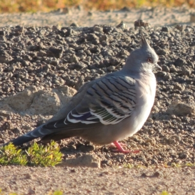 Ocyphaps lophotes (Crested Pigeon) at Kambah, ACT - 3 Jun 2017 by MichaelBedingfield