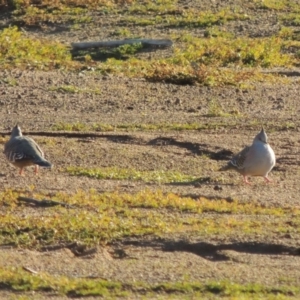 Ocyphaps lophotes at Kambah, ACT - 3 Jun 2017 05:31 PM