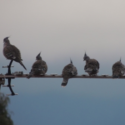 Ocyphaps lophotes (Crested Pigeon) at Conder, ACT - 2 Jul 2015 by MichaelBedingfield