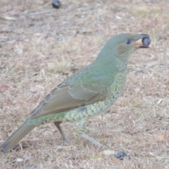 Ptilonorhynchus violaceus (Satin Bowerbird) at Conder, ACT - 30 May 2017 by MichaelBedingfield