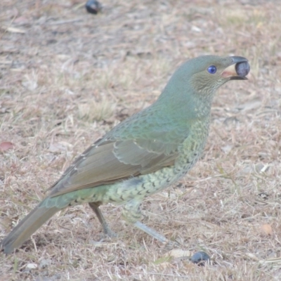 Ptilonorhynchus violaceus (Satin Bowerbird) at Conder, ACT - 30 May 2017 by MichaelBedingfield