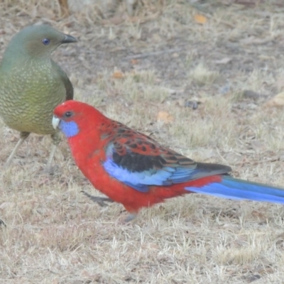 Platycercus elegans (Crimson Rosella) at Conder, ACT - 30 May 2017 by MichaelBedingfield