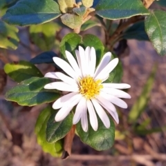 Olearia tomentosa (Toothed Daisy Bush) at Pambula Beach, NSW - 4 Jun 2017 by DeanAnsell