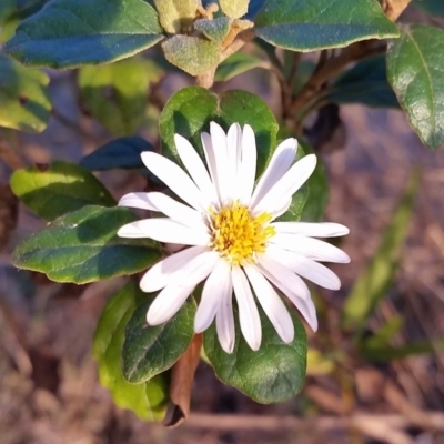 Olearia tomentosa (Toothed Daisy Bush) at Pambula Beach, NSW - 4 Jun 2017 by DeanAnsell