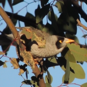 Manorina melanocephala at Kambah, ACT - 3 Jun 2017 05:51 PM