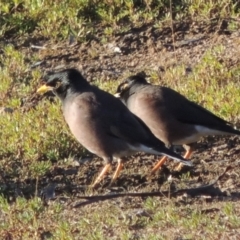 Acridotheres tristis (Common Myna) at Kambah, ACT - 3 Jun 2017 by michaelb