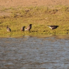 Acridotheres tristis at Kambah, ACT - 3 Jun 2017