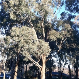 Eucalyptus melliodora at Red Hill to Yarralumla Creek - 4 Jun 2017 12:00 AM