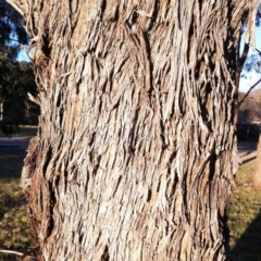 Eucalyptus melliodora at Red Hill to Yarralumla Creek - 4 Jun 2017