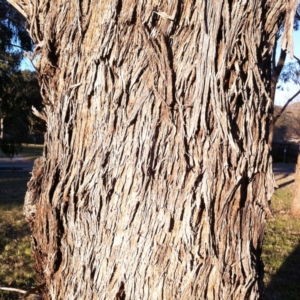 Eucalyptus melliodora at Red Hill to Yarralumla Creek - 4 Jun 2017