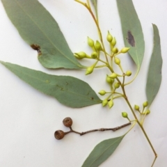 Eucalyptus melliodora at Garran, ACT - 4 Jun 2017