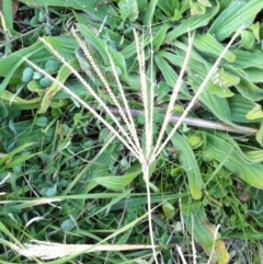 Chloris truncata (Windmill Grass) at Garran, ACT - 4 Jun 2017 by ruthkerruish