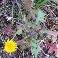 Sonchus oleraceus (Annual Sowthistle) at Garran, ACT - 5 May 2017 by ruthkerruish