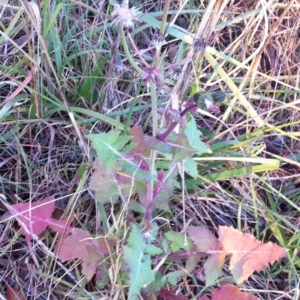 Sonchus oleraceus at Garran, ACT - 5 May 2017 12:00 AM